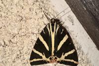 Euplagia quadripunctaria