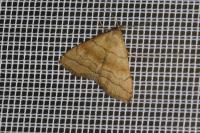Herminia tarsicrinalis