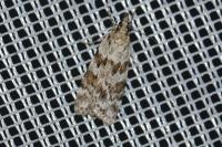 Scoparia pyralella
