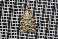 Scoparia pyralella