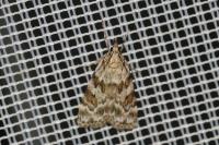 Scoparia pyralella