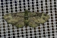 Pasiphila rectangulata