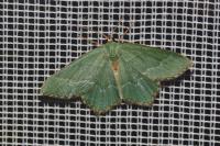 Hemithea aestivaria