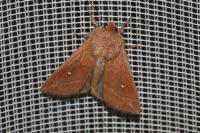 Mythimna albipuncta