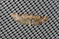 Eupithecia linariata/pulchellata/pyreneata