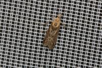 Ancylosis cinnamomella