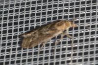 Ancylosis cinnamomella
