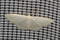Idaea subsericeata