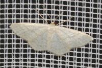 Idaea subsericeata