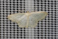 Idaea subsericeata