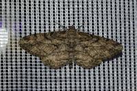 Peribatodes rhomboidaria rhomboidaria
