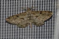 Peribatodes rhomboidaria rhomboidaria