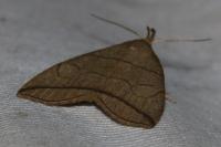 Herminia grisealis