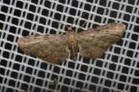 Eupithecia haworthiata