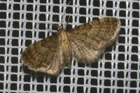 Eupithecia haworthiata