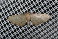 Eupithecia haworthiata