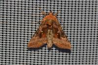 Autographa jota