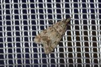 Eudonia lacustrata