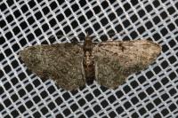 Pasiphila chloerata