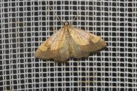 Evergestis limbata