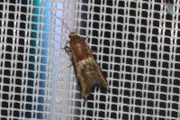 Acrobasis marmorea