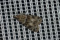 Eudonia mercurella