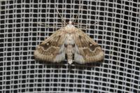Parapoynx stratiotata