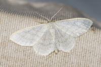 Scopula floslactata