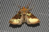 Diachrysia chrysitis