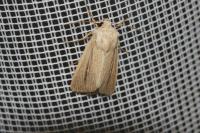 Mythimna pudorina
