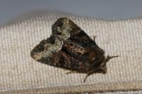 Oligia strigilis