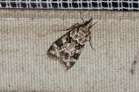 Eudonia delunella