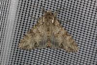Polia nebulosa