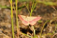 Rhodostrophia vibicaria