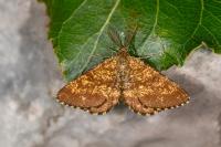 Ematurga atomaria