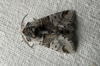 Furcula furcula