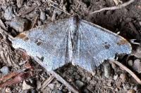 Macaria alternata