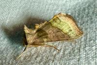 Diachrysia chrysitis