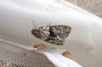 Cryphia algae