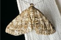 Deileptenia ribeata