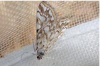 Elophila nymphaeata