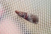 Acrobasis advenella