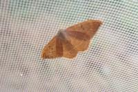 Watsonalla binaria