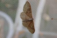 Idaea degeneraria
