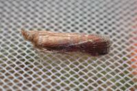 Uncinus obductellus