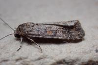 Spodoptera exigua