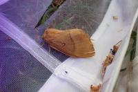 Lasiocampa quercus quercus