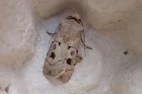 Agrotis exclamationis exclamationis