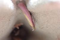 Oncocera semirubella