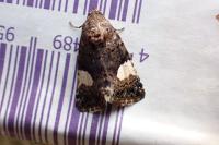 Tyta luctuosa